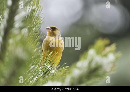 Grünfink am Winterfutter, europäischer Grünfink, auf der Suche nach Nahrungsmitteln Stockfoto