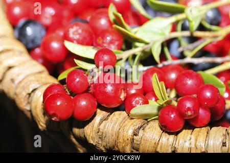 Heidelbeeren und Preiselbeeren in einem Holzkorb im Wald. Heidelbeeren und Preiselbeeren in einem Chipkorb Stockfoto