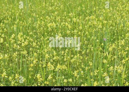 Rhinanthus alectorolophus, haariger Rasseltopf, zotteliger Rasseltopf am Lake Ammer Stockfoto