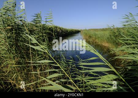 Torrente de Muro, Parque Natural s'Albufera de Mallorca, Terminos Communales de Muro y sa Pobla. Mallorca, balearen, spanien Stockfoto