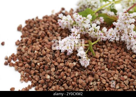 Buchweizensamen und -Blumen auf weißem Hintergrund Stockfoto