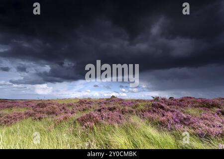 Stürmischer Himmel über Wiesen mit Heidekraut Stockfoto