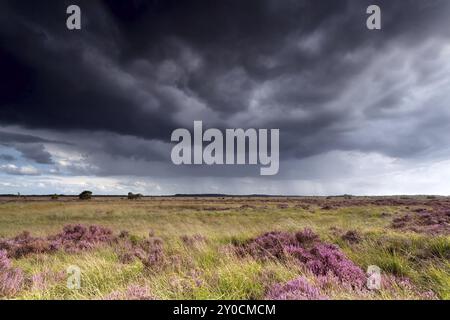 Stürmischer Himmel über Wiesen mit blühendem Heidekraut Stockfoto