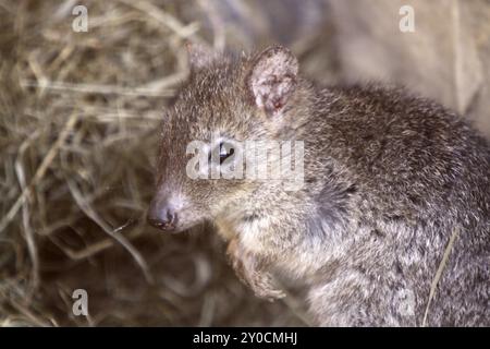 Känguru mit Bürstenschwanz Stockfoto