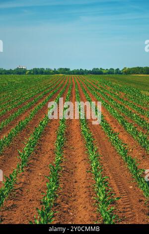 Vertikales Bild des Maisfruchtfeldes in schwindender Perspektive, selektiver Fokus Stockfoto