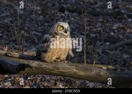 Die junge Hornisenkeule (Bubo virginianus) hockte auf dem Ast, nachdem sie ein Nest verlassen hatte. Naturszene aus Wisconsin Stockfoto