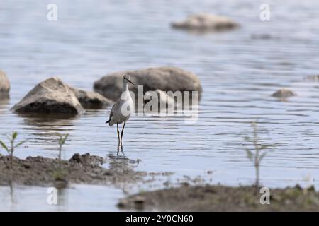 Watvögel oder Ufervögel, die häufig entlang von Küsten und Wattengebieten waten, um nach Nahrung zu suchen, die sich im Schlamm und Sand tummeln Stockfoto