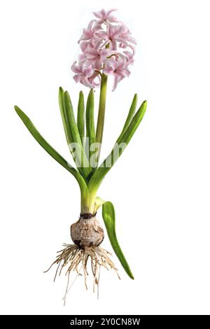 Rosafarbene Hyazinthe mit Birne, Blättern und Blume auf weiß geschnitten Stockfoto