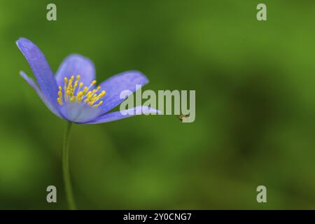 Kidneykraut, Anemone hepatica aus der Familie der Butterblumen im Frühjahr Stockfoto