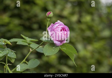 Rose (Rosa sp.) Mit Regentropfen, Rheinland-Pfalz, Deutschland, Europa Stockfoto