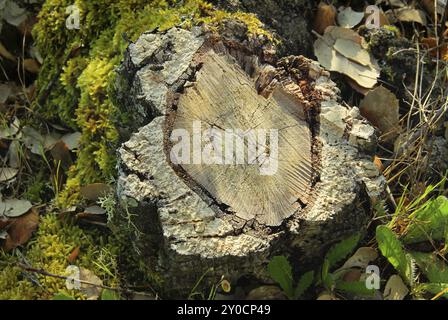 Kork-Eiche Stockfoto