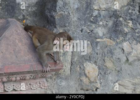 Foto eines Affen im buddhistischen Tempel Swayambunath in Kathmandu, Nepal, Asien Stockfoto