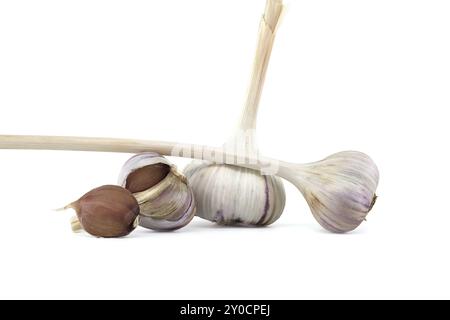 Frisch geerntete Knoblauchzwiebeln und Nelken isoliert auf weißem Hintergrund Stockfoto