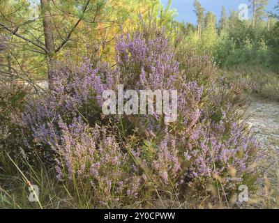 Heidekraut am Straßenrand in Schweden. Rosa, violette Pflanzen am Wegesrand während einer Wanderung im Urlaub. Landschaftsfoto aus Skandinavien Stockfoto