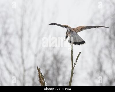 Ein männlicher Kestrel landet auf einem Ast mit einer Maus im Schnabel Stockfoto