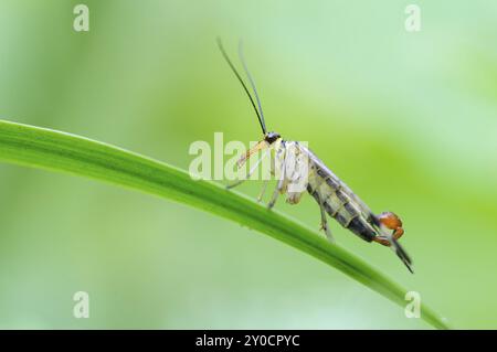 Eine männliche deutsche Skorpionfliege, die auf einem gebogenen Grasblatt sitzt Stockfoto