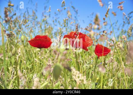 Mohnblumen träumen auf Maisfeldern. Rote Blütenblätter auf grünem Feld. Landwirtschaft am Straßenrand. Blumenfoto aus der Natur Stockfoto