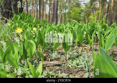 Maiglöckchen auf dem Waldboden. Grüne Blätter, weiße Blüten. Frühblüher, die den Frühling ankündigen. Blumen Foto aus der Natur Stockfoto