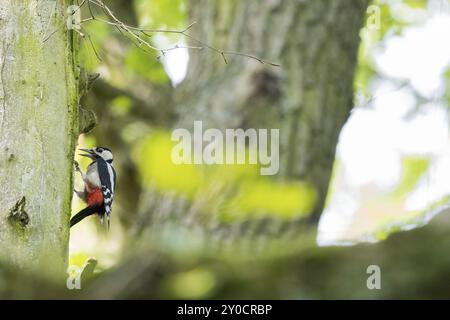 Ein Großspecht (Dendrocopos Major) sitzt auf einem Baumstamm und sucht in einem Waldgebiet, Hessen, Deutschland, Europa nach Nahrung Stockfoto