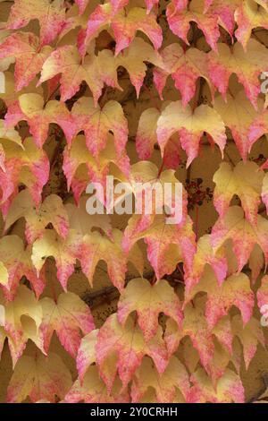 Wilde Rebe Rote und gelbe Herbstblätter bedecken eine Wand und schaffen eine farbenfrohe, natürliche Textur, Odenwald, Hessen, Deutschland, Europa Stockfoto