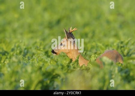 Rehbock auf Zuckerrübenfeld, Rehbock auf Zuckerrübenfeld, Capreolus capreolus, Deutschland, Europa Stockfoto