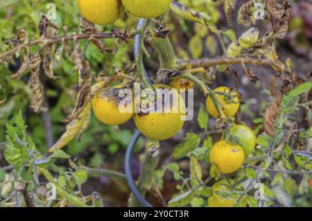 Tomaten-Spätfäule im Garten, Tomaten-Spätfäule im Garten Stockfoto