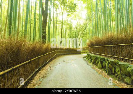 Leerer, kurviger Fußweg gesäumt von hohen Bambusbäumen und Heuzaun am frühen Morgen im Arashiyama Bamboo Grove Forest in Kyoto, Japan. H Stockfoto