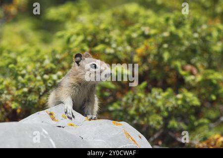 Goldener Gopher Stockfoto