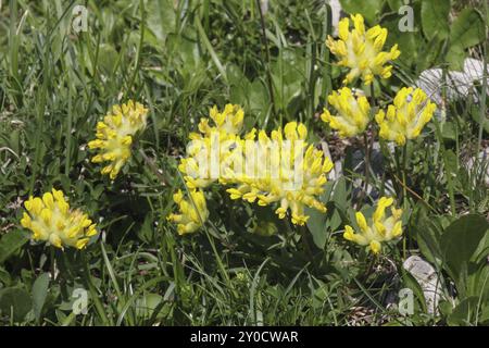Alpenniere Wicke, Alpenniere Wicke Stockfoto