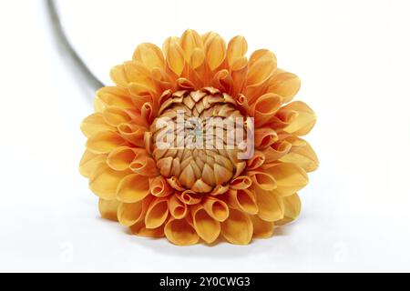 Dahlia in Blüte mit großer Schärfentiefe Stockfoto