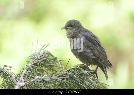 Junger Starling auf seinem ersten Ausflug. Starling, Europäischer Starling, Sturnus vulgaris Stockfoto