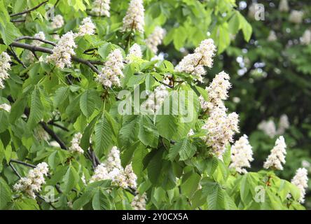 Niederlassungen der blühenden Kastanienbaum mit weißen Blumen Stockfoto