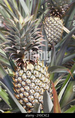 Ananasplantage auf Phuket Stockfoto