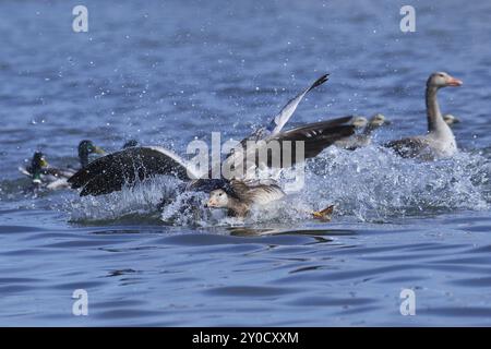 Graugänse im Kampf am ammersee. Graugänse im Kampf Stockfoto