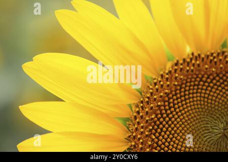 Sonnenblume auf dem mehrfarbigen Hintergrund. Im Sommer Stockfoto