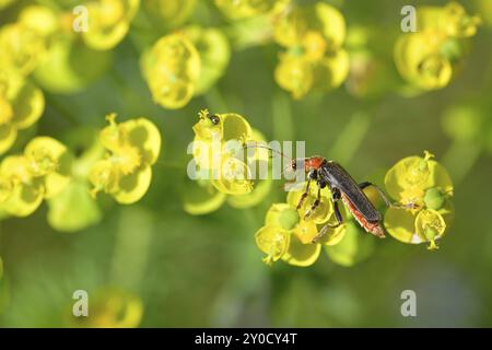 Cantharis fusca ist eine Art von Soldatenkäfer. Gemeiner Weichkäfer bei Wolfsküken Stockfoto