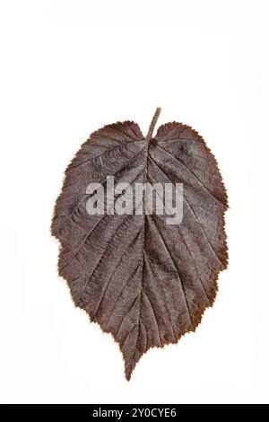 Ein einzelnes Blatt einer Wildhasel (Corylus maxima) Stockfoto