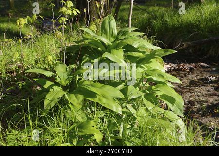 Baerlauch (Allium ursinum) Allium ursinum ? Bekannt als Ramsons, Buckrams, wilder Knoblauch Stockfoto