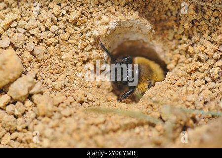 Sandbiene (Andrena), Bergbaubiene Bodenbiene (Andrena) Stockfoto