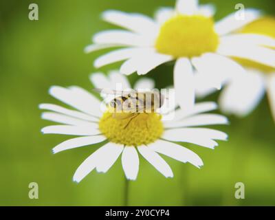 Bienenfütterung auf Gänseblümchen, Nahaufnahme Richtung Grün Stockfoto