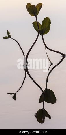 Menyanthes trifoliata, (Bitterklee, Menyanthes) in Water, Norrbotten, Lappland, Schweden, August 2013, Europa Stockfoto