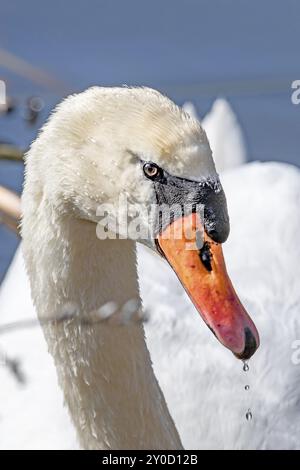 Porträt eines stummen Schwans mit Wassertropfen auf den Federn Stockfoto