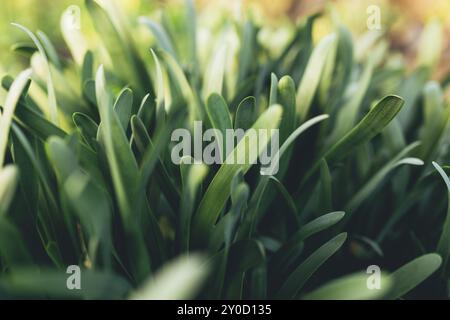 Kleine frische grüne Knoblauchblätter mit Makroeffekt. Stockfoto