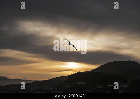 Möwen im Himmel bei Sonnenuntergang mit Bergen im Hintergrund fliegen Stockfoto