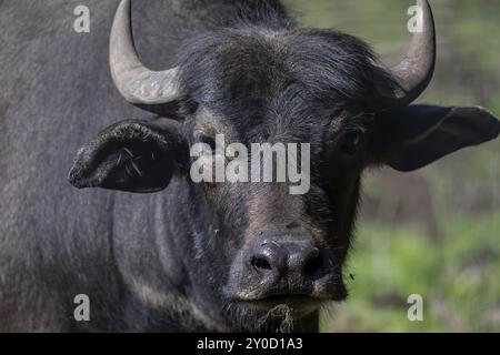 Der Wasserbüffel (Bubalus bubalis), auch Hauswasserbüffel oder asiatischer Wasserbüffel genannt Stockfoto