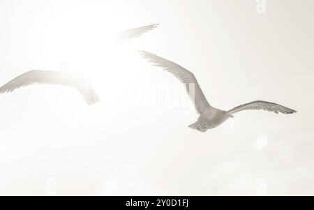 Europäische Heringsmöwen (Larus argentatus) fliegen über und halten nach Nahrung Ausschau Stockfoto