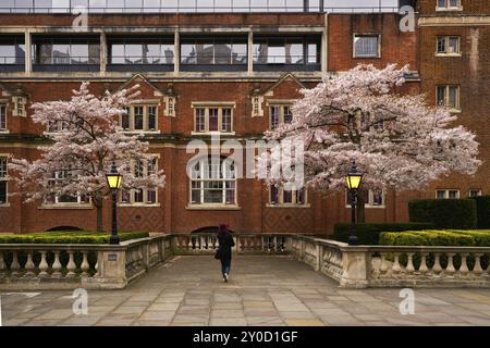 Frau, die in Kirschblüten mit roten schönen Gebäuden in London, England, Großbritannien, Europa spaziert Stockfoto