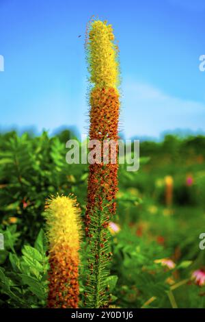 Gesteppte Kerze (Eremurus pinoccio) Stockfoto