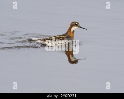 Rothalsphalarope (Phalaropus lobatus), Weibchen im Zuchtgefieder, schwimmt am Rand des Moorbeckens, Mai, Varanger Fjord, Norwegen, Europa Stockfoto