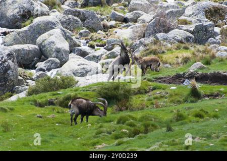 Zwei wilde Ziegen kämpfen, eine andere weidet in der Nähe auf einer Felsenwiese, Gredos Steinböcke (Capra pyrenaica victoriae), spanischer Steinböcke (Capra pyrenaica), I Stockfoto